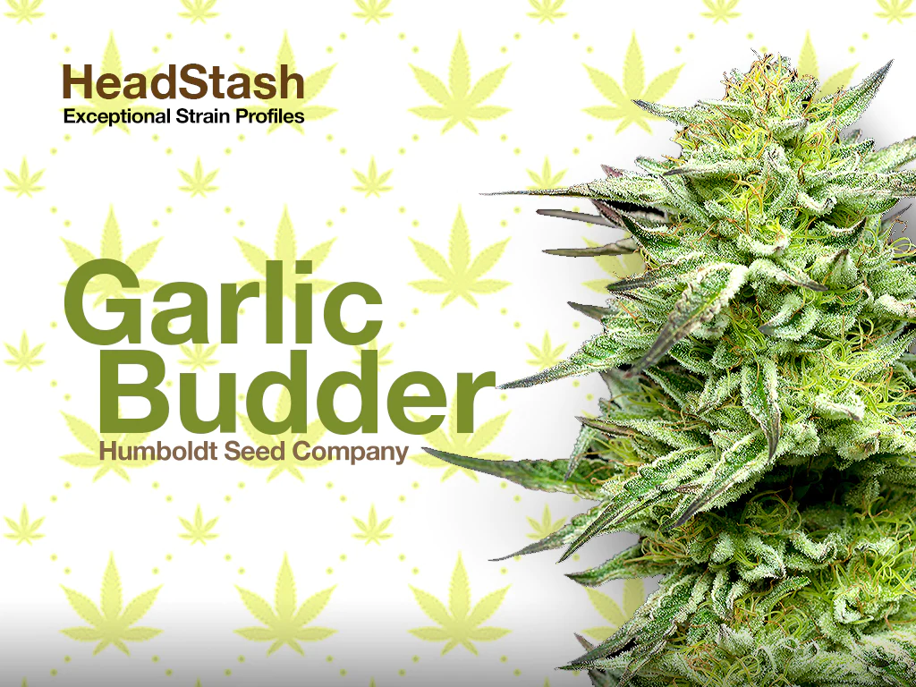HeadStash: Exceptional Cannabis Strain Profiles
