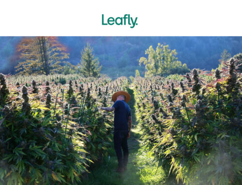 12 best cannabis strains of harvest 2022