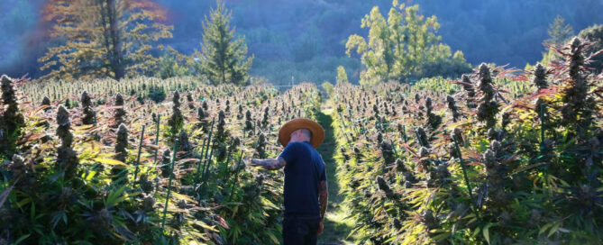 man kijkt naar buiten wietplanten