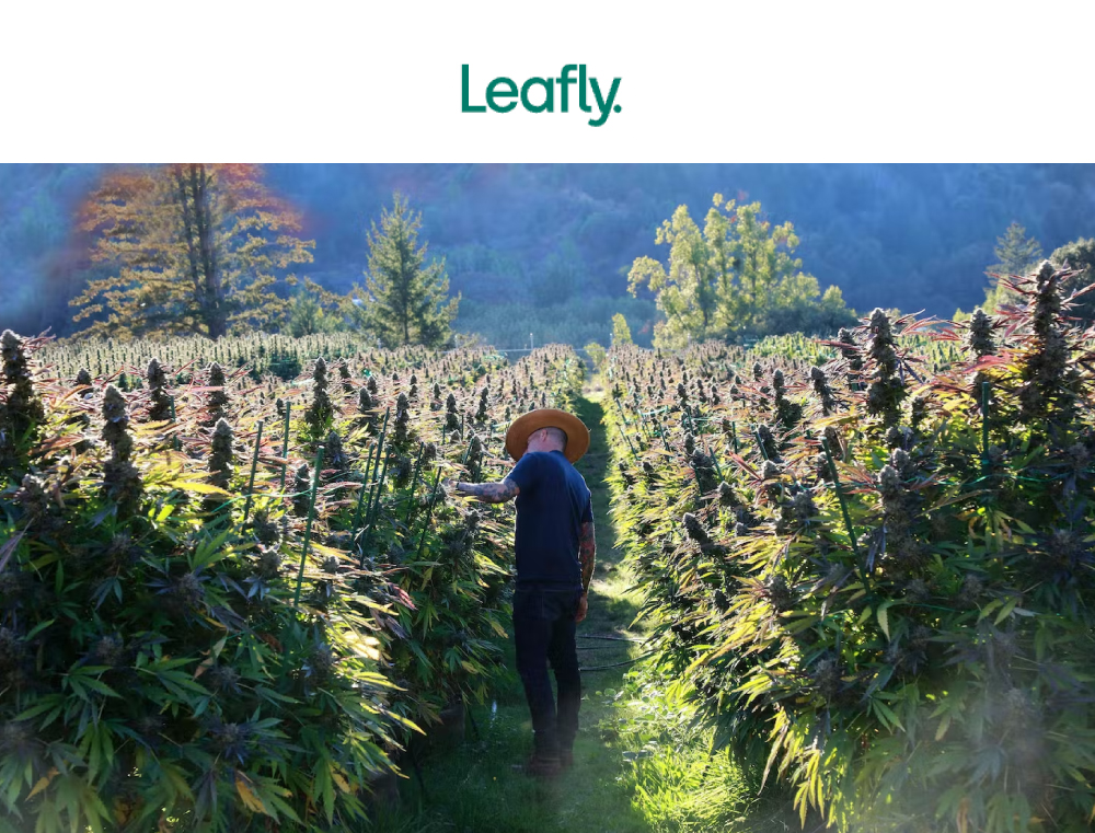 12 best cannabis strains of harvest 2022