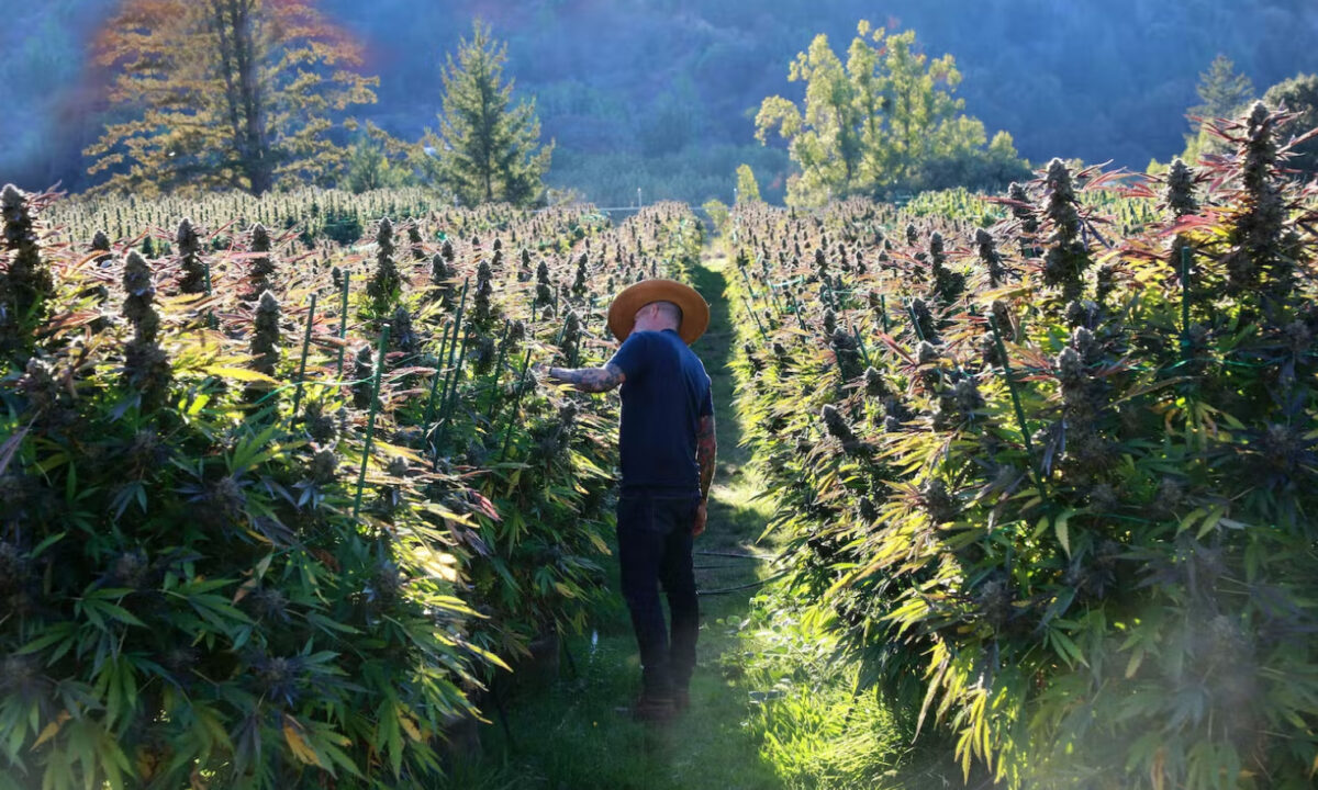 12 best cannabis strains harvest 2022
