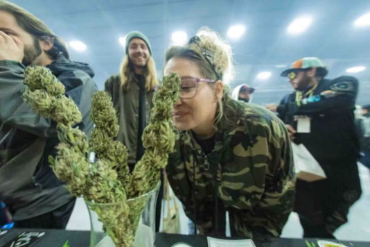 woman smelling cannabis nugs