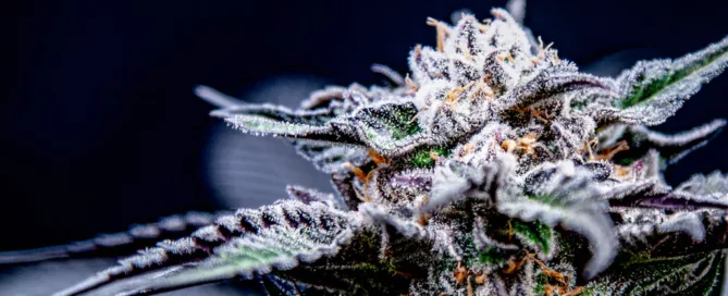 Blueberry Pancakes cannabis plant