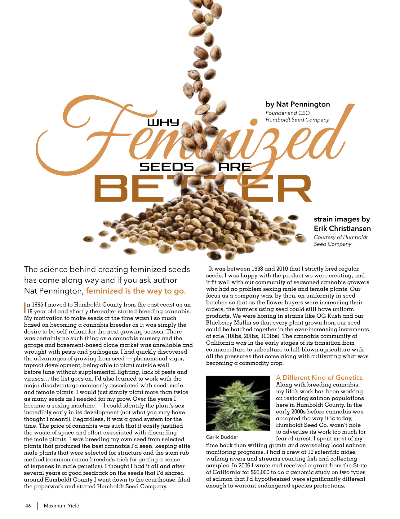 cannabis seeds in article