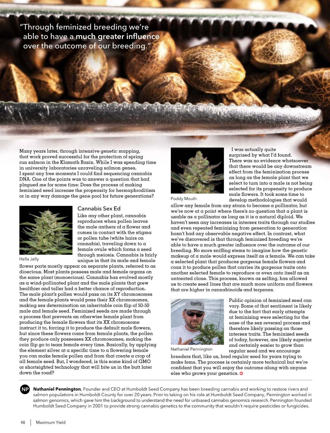 cannabis seeds in article