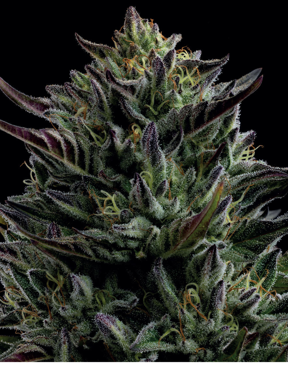 California Octane Cannabis flower