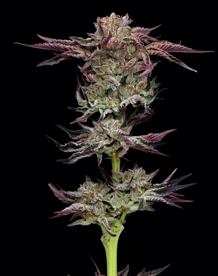 Jelly Donutz cannabis flower