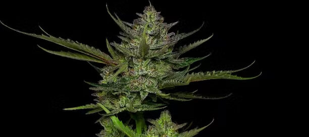 cannabis peulen en bladeren