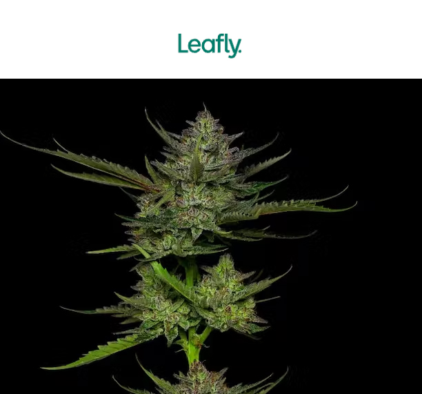 cannabis nug and leaves