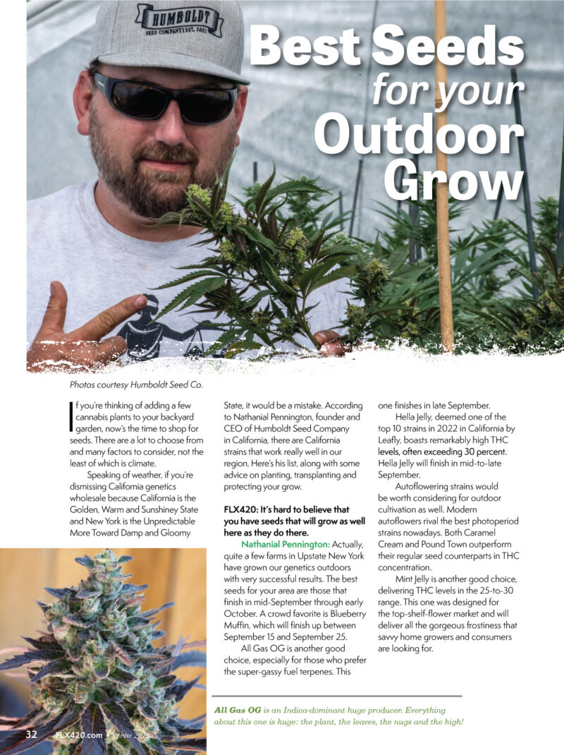 Best Seeds For Your Outdoor Grow