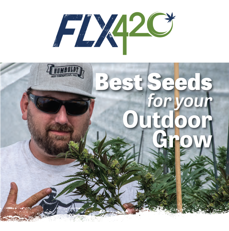 FLX420 Feature Best Cannabis Seeds for Your Outdoor Grow