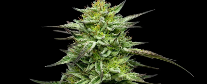garlic budder cannabis plant