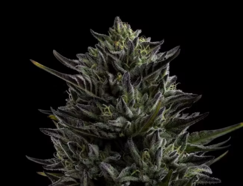 Humboldt’s 7 Most Pungent Weed Strains