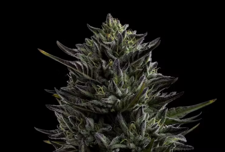 Humboldt Seed Co All Gas OG Cannabis Flower