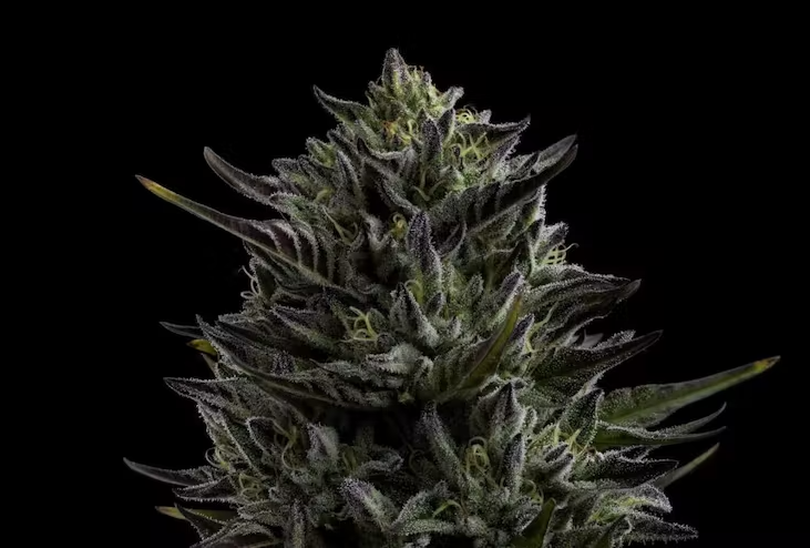 Humboldt Seed Co All Gas OG Cannabis Blume