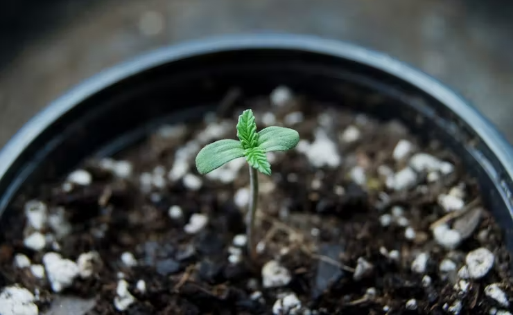 A guide to buying cannabis seeds