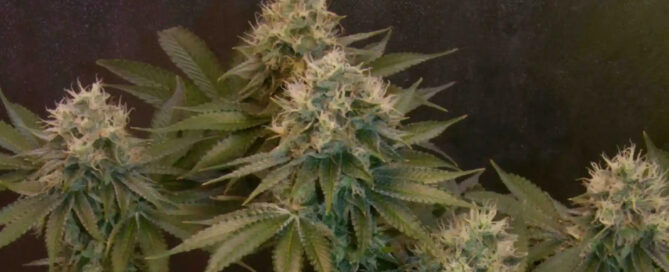 gelei donutz cannabis planten