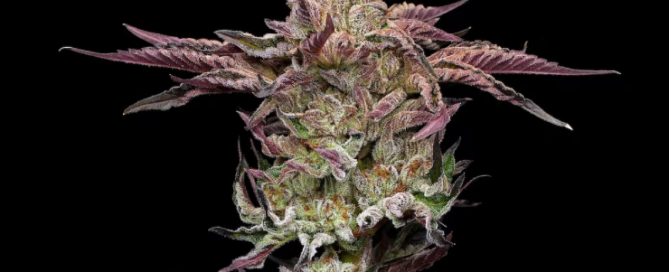 Humboldt Seed Co Jelly Donutz Cannabis Bloem