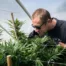 Ben Lind smelling cannabis plant in grow room
