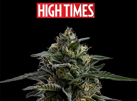 high times feature sensi seeds and humboldt seed company collab