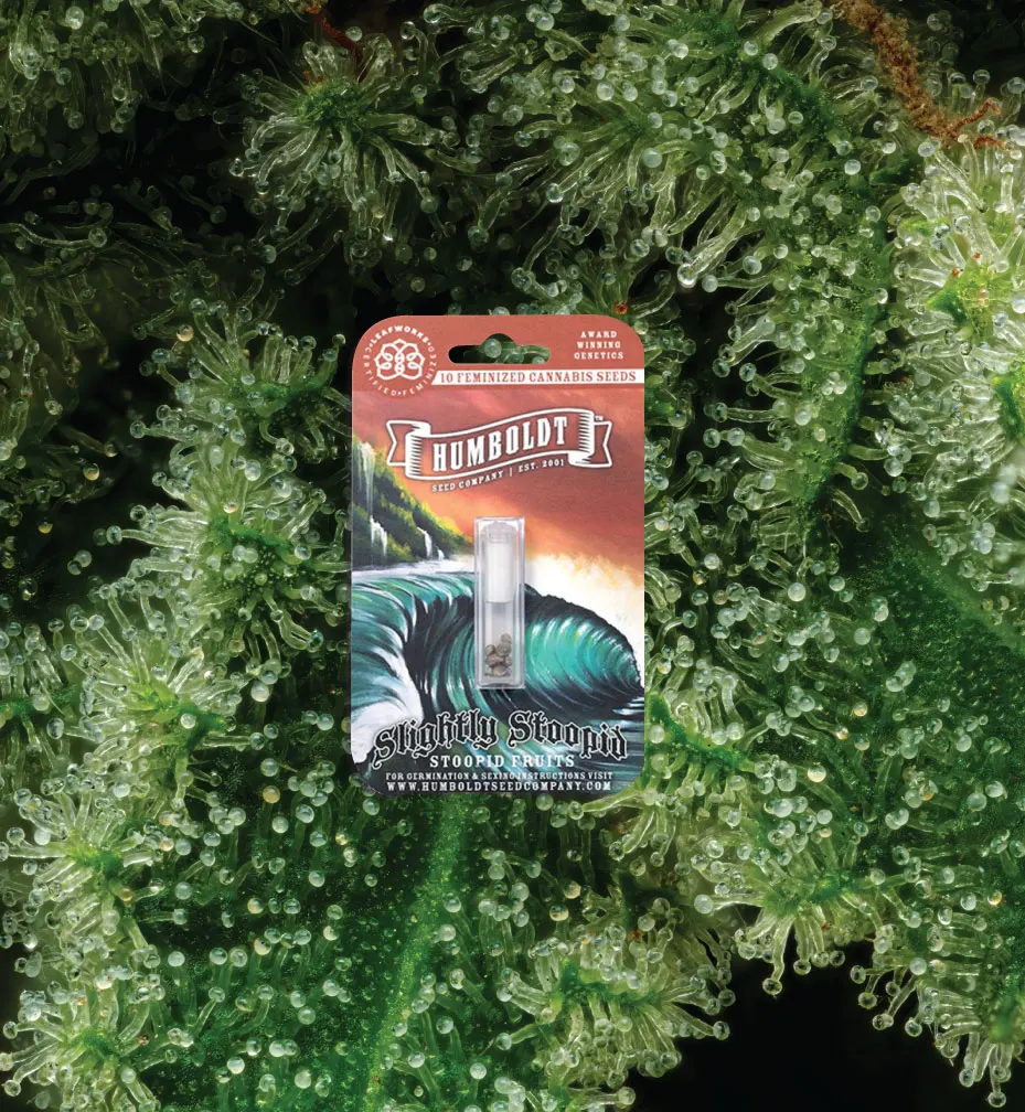 Slightly Stoopid Cannabis Strain packaged by Humboldt Seed Company