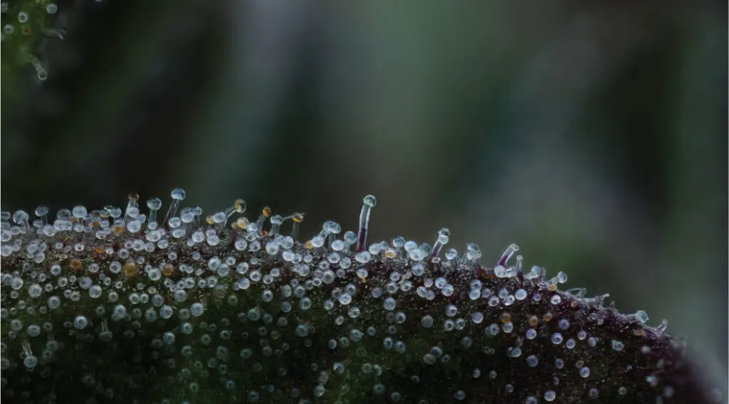 All Gas OG Cannabis trichomes macro photography close up shot