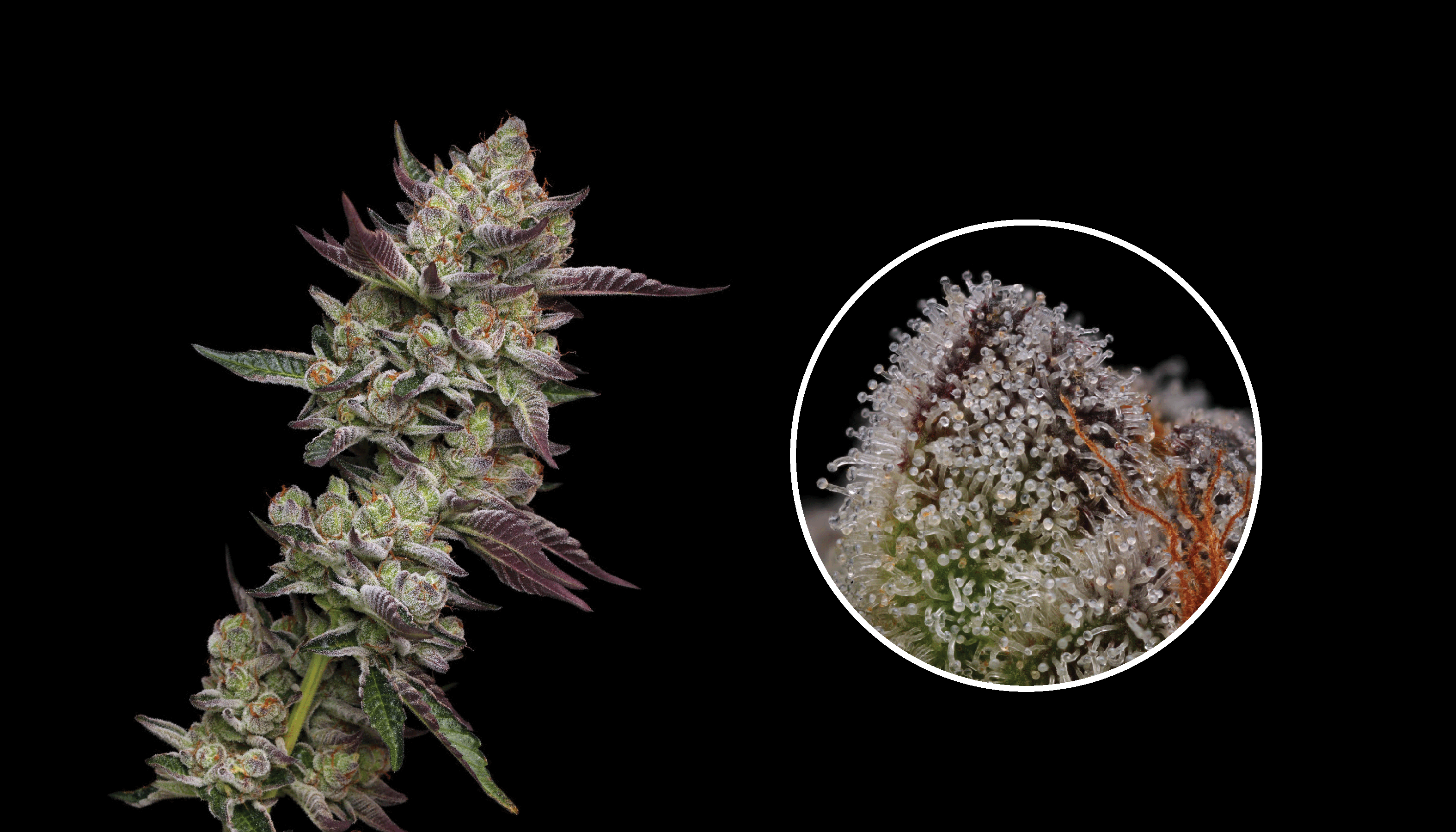 Breeder's Insights: Poddy Mouth cannabis seeds, a cross of Mountaintop Mint x Humboldt Pound Cake, has a fuel-forward, gassy nose with a sweet finish.