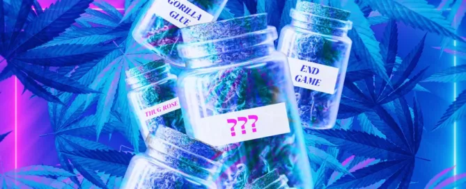 jars of cannabis in front of cannabis leaves