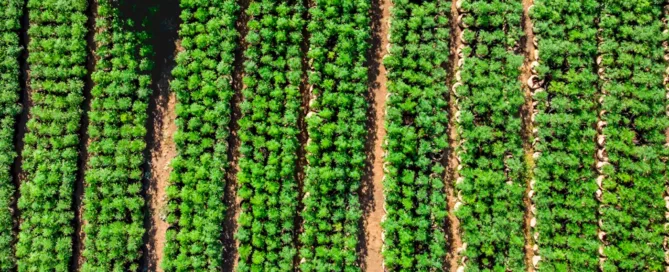 field of cannabis crops