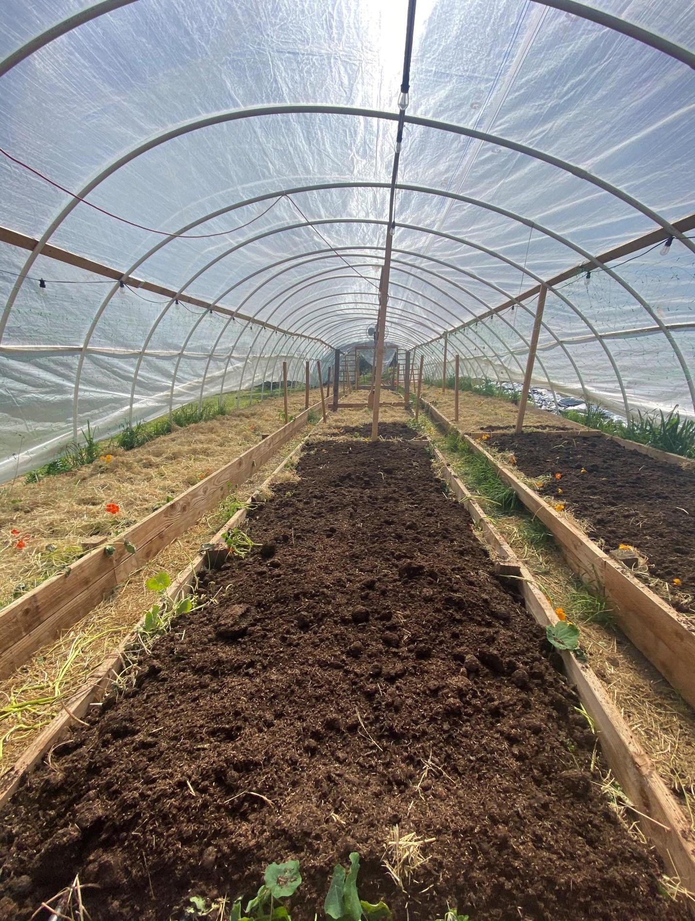 Cannabis soil in greenhouse grow
