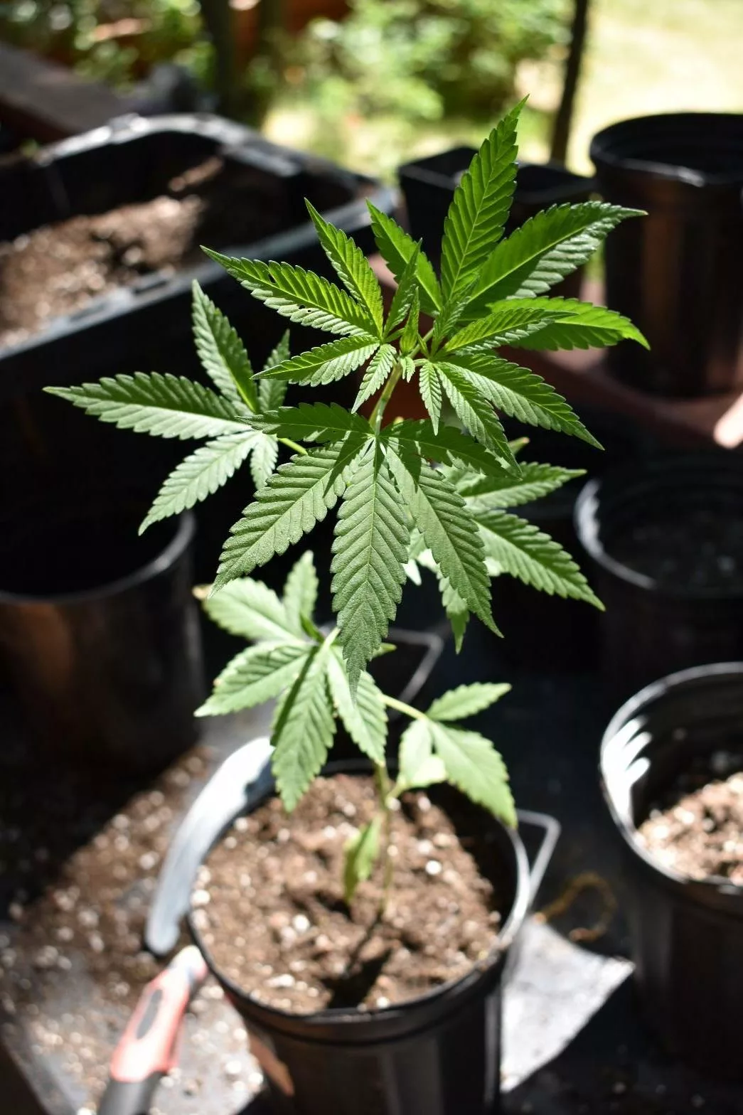Fan leaves on a young cannabis plant with potted soil