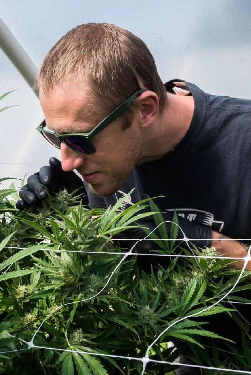 ben lind oliendo la planta de cannabis