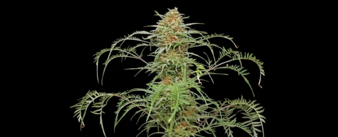 freakshow cannabis nug