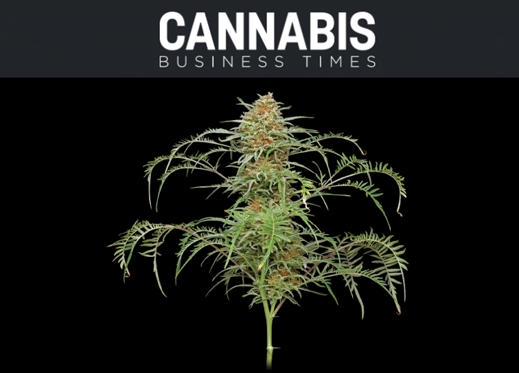 Cannabis Business Times - Freakshow Cannabis Feature