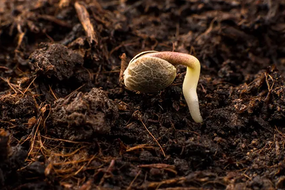 Cannabis Seed Sprout in Rich Soil
