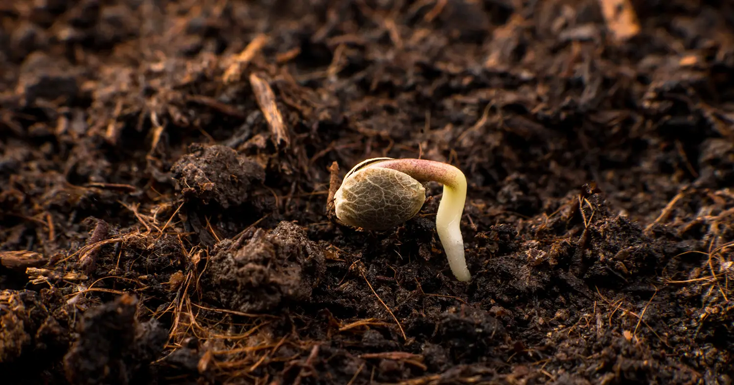 Cannabis Seed Sprout in Rich Soil