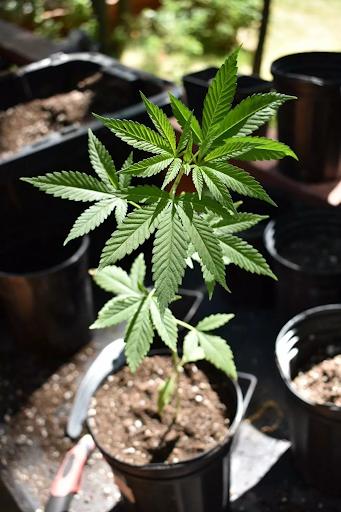 Young cannabis plant growing in pot fan leaves