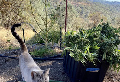 Freshly harvested cannabis plant on an outdoor farm with a cat