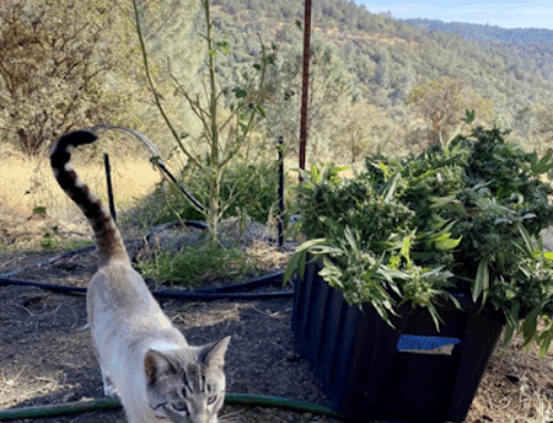 Vom Schnitt bis zur Reifung: Unverzichtbare Werkzeuge für eine reibungslose Nachernte