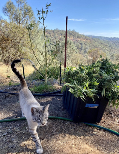 Freshly harvested cannabis plant on an outdoor farm with a cat