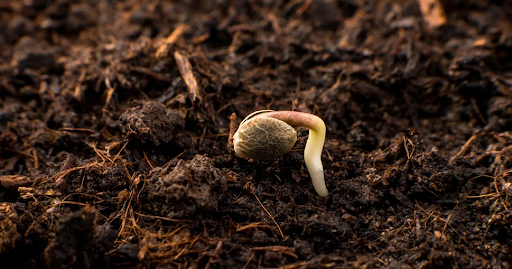 Cannabis seedling poping out of seed germination