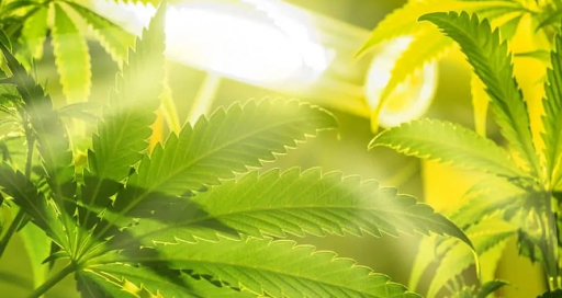 cannabis leaves under grow light