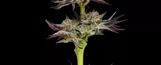 Jelly Donutz cannabis nug and leaves