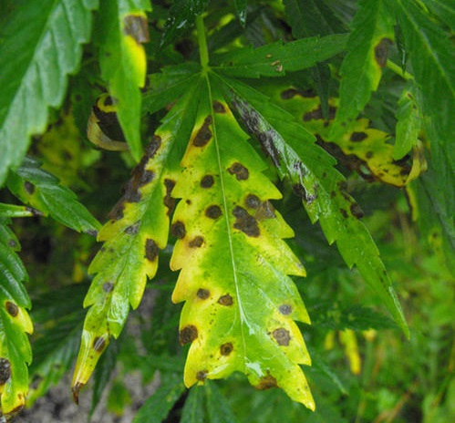 Leaf Septoria on cannabis leaves. 