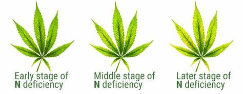 Nitrogen deficiency in cannabis.