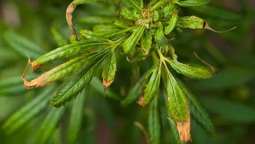 wilting cannabis fan leaves Heat stress in cannabis plant.