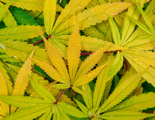Yellow cannabis leaves