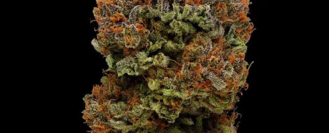 Blueberry muffin cannabis nug