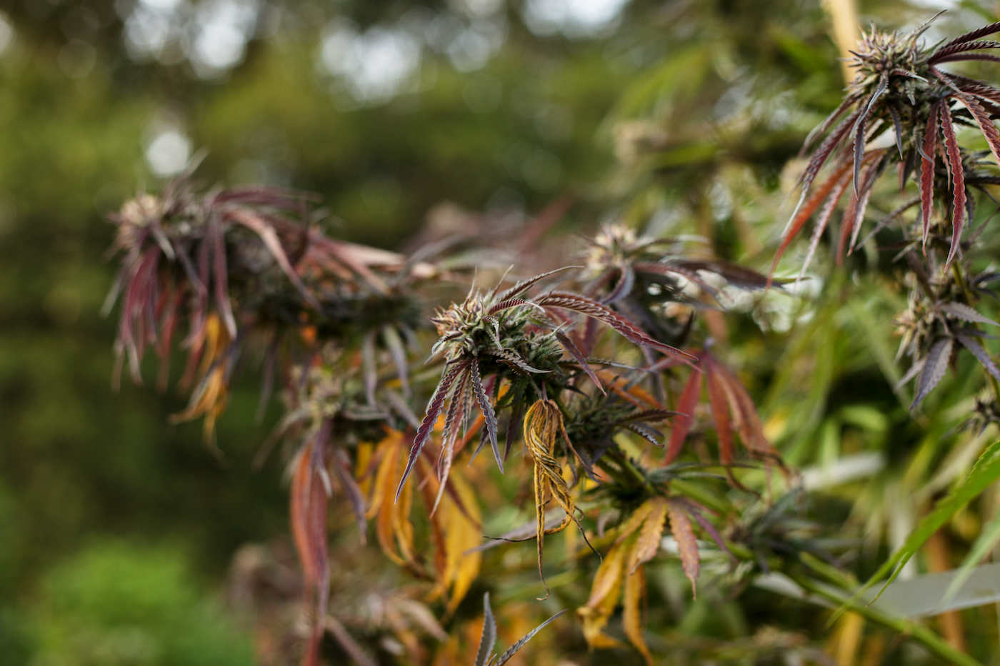  cannabis yellowing leaves under heat stress