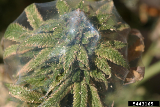 Severe damage and webbing produced by two-spotted spider mite. 